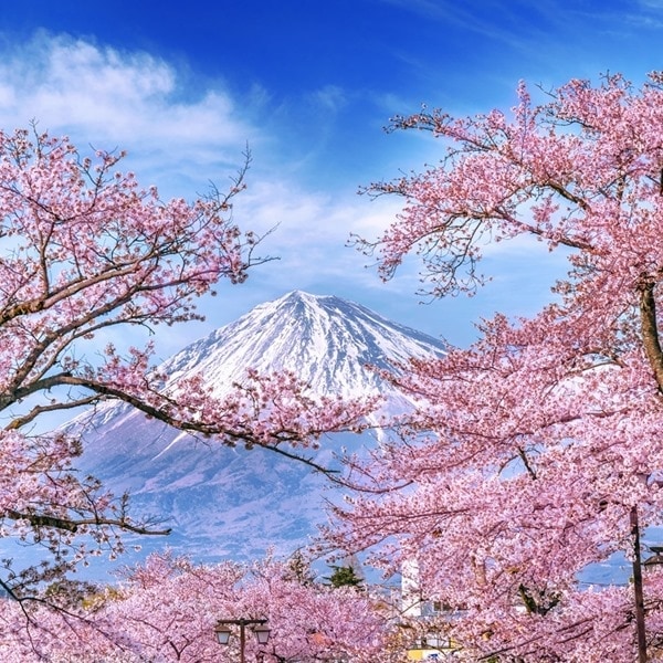 日本櫻花居然有600多種!常見品種、花期與最佳賞櫻地點