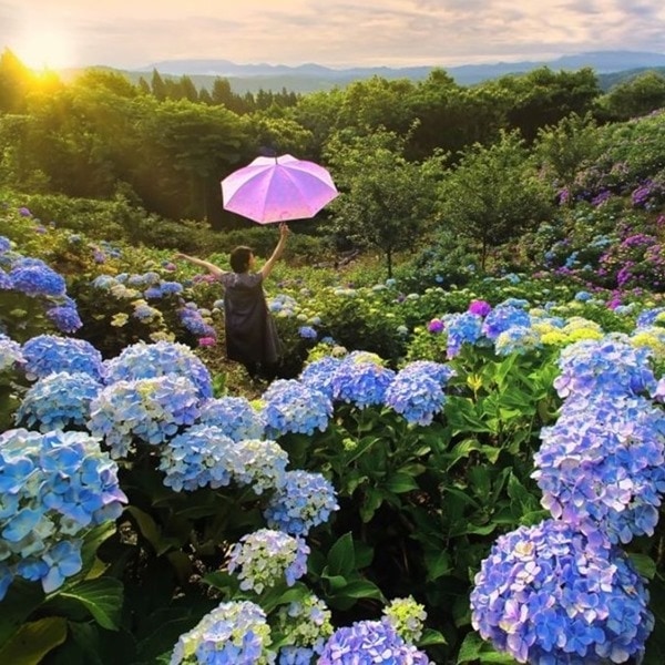 【日本旅遊特蒐】你聽過「紫陽花下午茶」嗎？不只賞花祭典，愛吃甜點的你一定要知道！