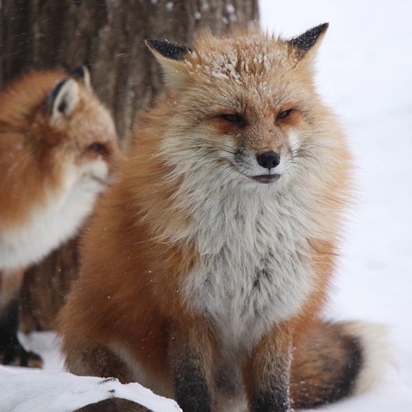 想去「藏王狐狸村」嗎？7個行前有趣知識讓你玩得更盡興