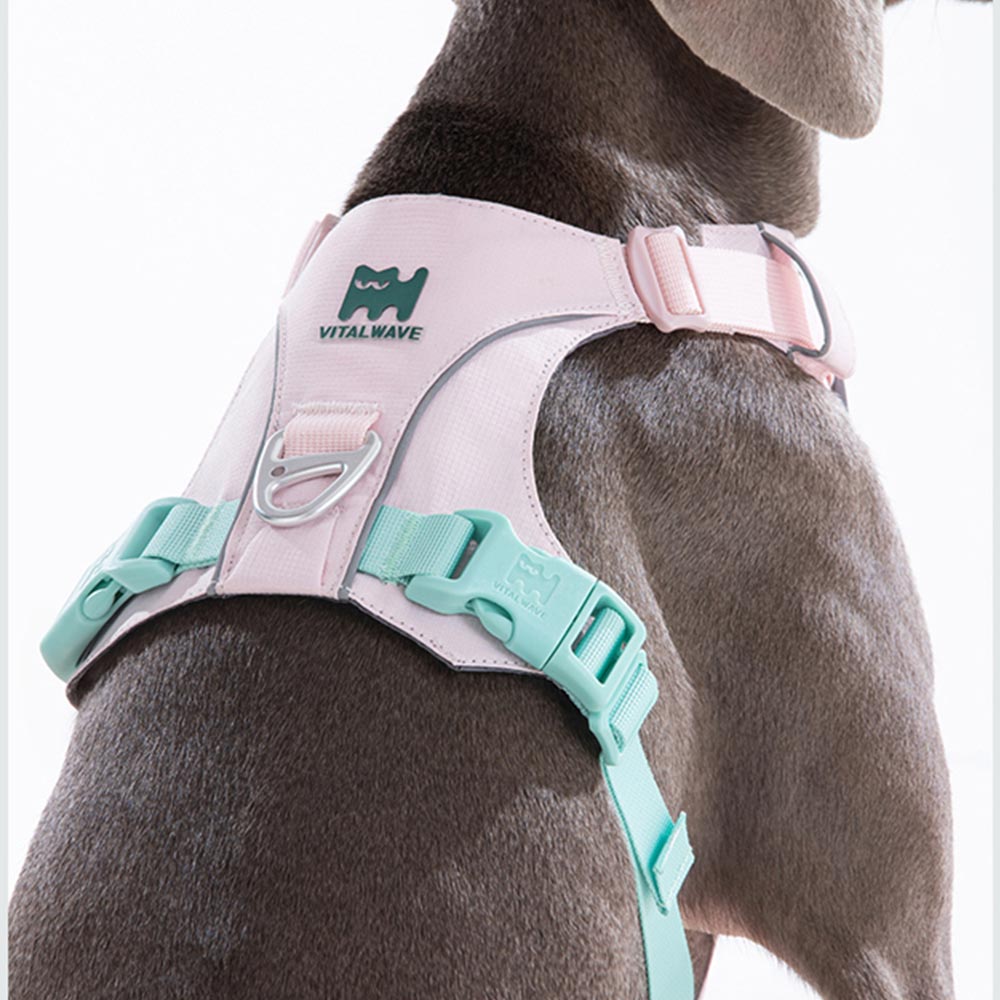 煥彩羽感胸背（兩爪）_首圖