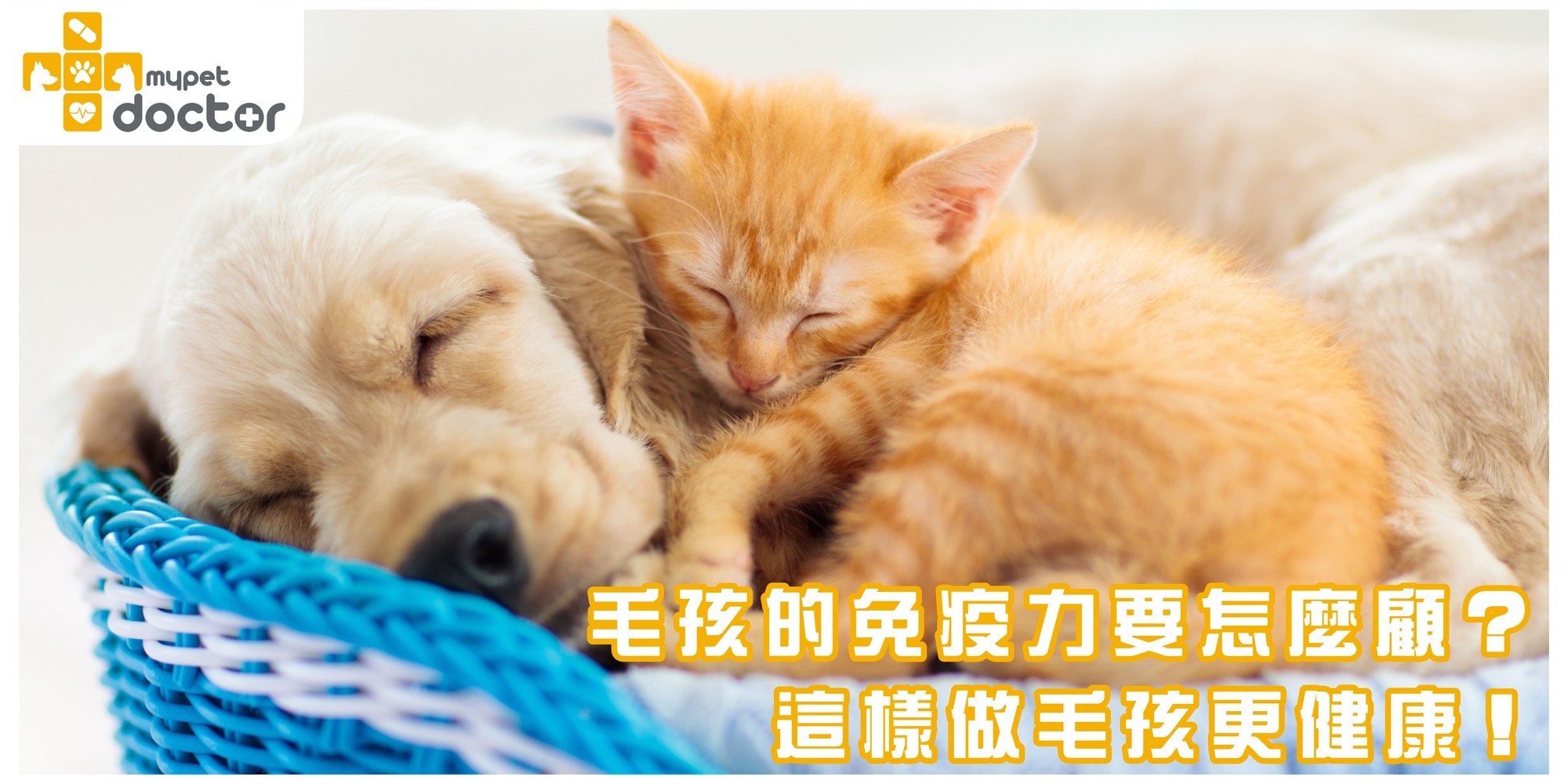 如何提升狗狗與貓咪的免疫力？這樣做毛孩更健康！