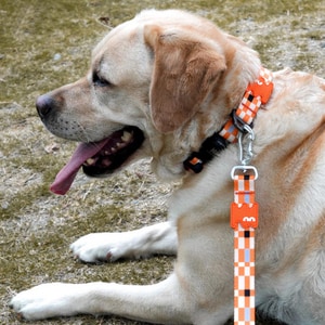 【元氣光波 VitalWave】波拉克潮酷速穿寵物項圈牽引組合