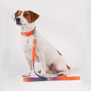 【元氣光波 VitalWave】夢幻漸變套裝(頸圈+牽引繩)