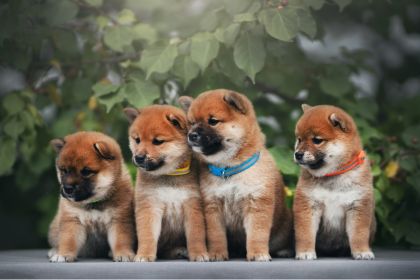 文章 (6) 文章 (6)