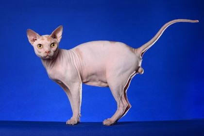 60 60