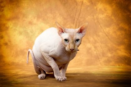 65 65