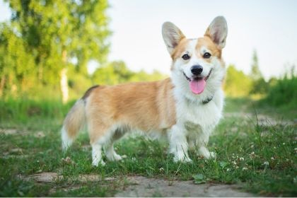 68 68