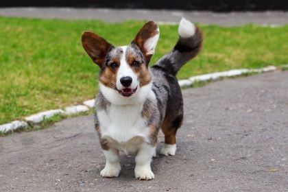 卡迪根威爾士科基犬 卡迪根威爾士科基犬