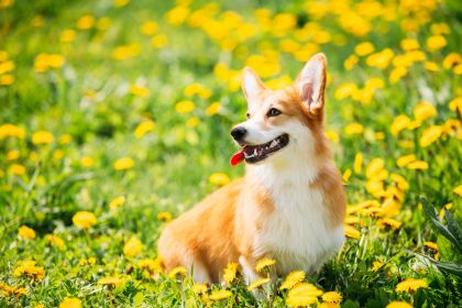 彭布羅克威爾士科基犬