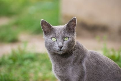 475
