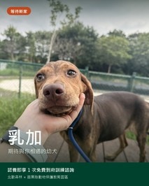乳加認養資訊卡