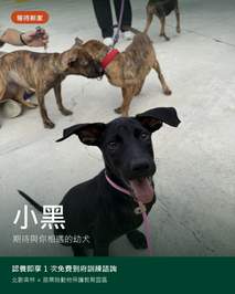 小黑認養資訊卡