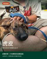 虎皮認養資訊卡