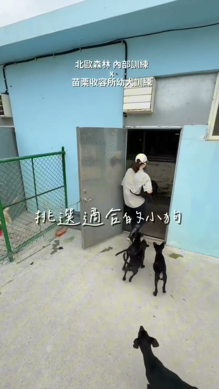 訓練師走進苗栗縣動物保護教育園區的犬舍,挑選要進行訓練評估的幼犬
