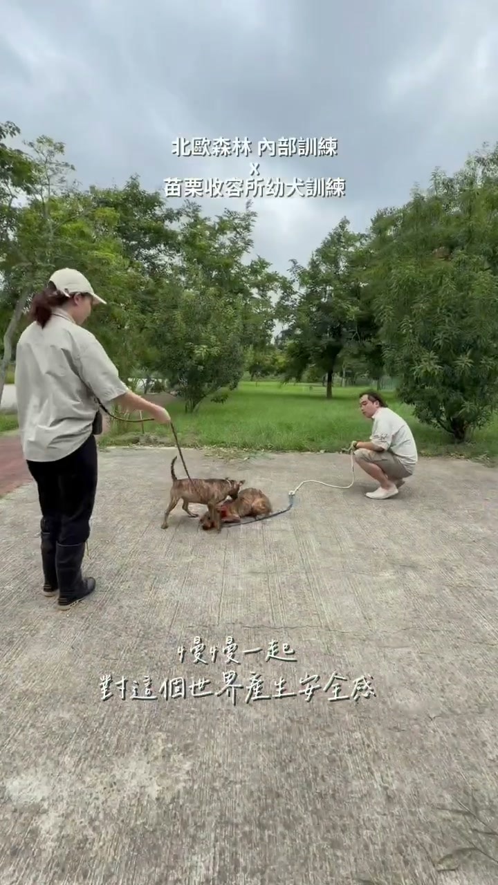 兩位訓練師分別陪伴幼犬,慢慢建立牠們對外界的安全感