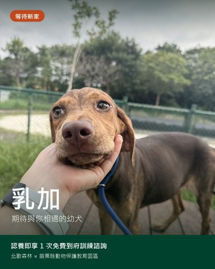 乳加認養資訊卡