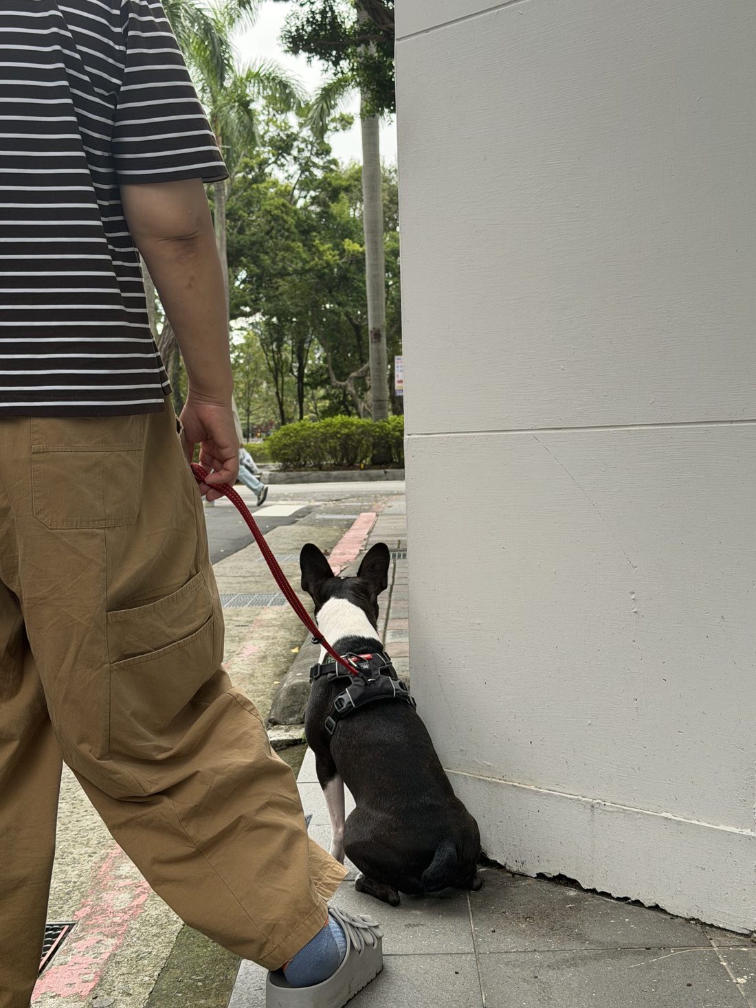 10/3 戶外實戰，家長牽著法國鬥牛犬沿人行道散步的背影
