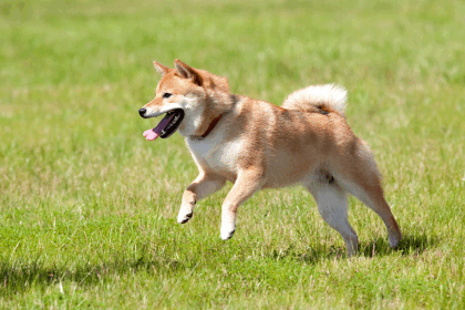 柴犬 - 日本的居家守護神 柴犬 - 日本的居家守護神