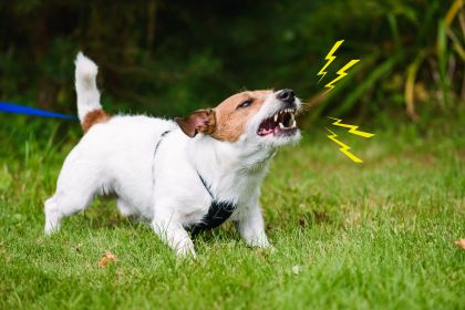 過度吠叫問題 - 狗狗不停的吠叫聲讓你受不了了嗎? 過度吠叫問題 - 狗狗不停的吠叫聲讓你受不了了嗎?