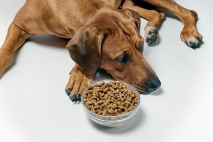 狗狗挑食不愛吃飯怎麼辦? 狗狗挑食不愛吃飯怎麼辦?