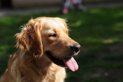 黃金獵犬 - 溫和友善的家庭成員 黃金獵犬 - 溫和友善的家庭成員