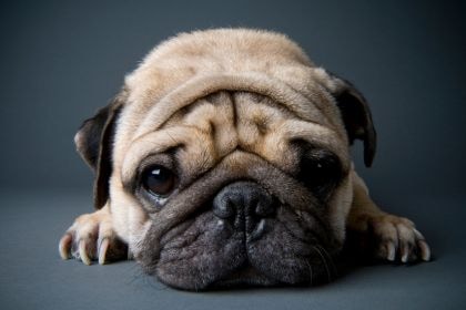 巴哥 - 皇室貴族守護犬 巴哥 - 皇室貴族守護犬
