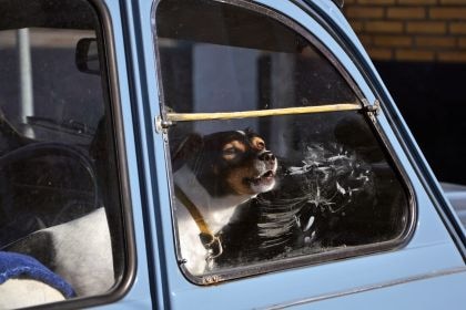 狗狗在馬路上喜歡對車吠? — 剖析原因與有效改善方法 狗狗在馬路上喜歡對車吠? — 剖析原因與有效改善方法