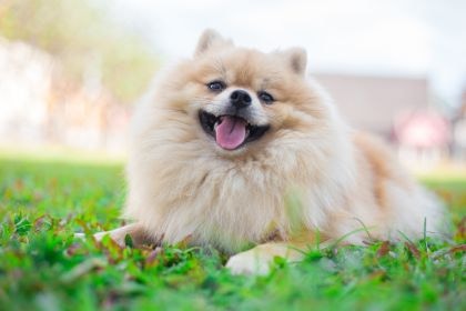 博美犬 - 活潑貪玩小公主 博美犬 - 活潑貪玩小公主