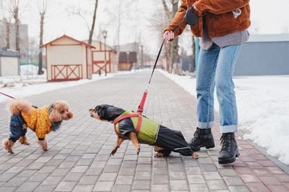 狗狗看到其他狗狗太興奮狂吠想玩 — 主人應該怎麼辦？