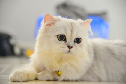 金吉拉貓 - 貓界的「貴族」 金吉拉貓 - 貓界的「貴族」
