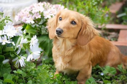 臘腸犬 - 被現代人小瞧的獵獾高手 臘腸犬 - 被現代人小瞧的獵獾高手