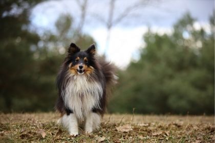喜樂蒂牧羊犬-優雅聰慧的迷你牧羊犬 喜樂蒂牧羊犬-優雅聰慧的迷你牧羊犬