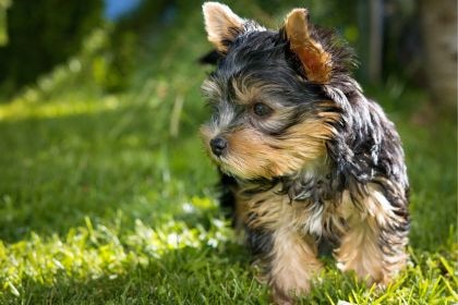 約克夏犬 - 迷你而勇敢的小獵犬 約克夏犬 - 迷你而勇敢的小獵犬