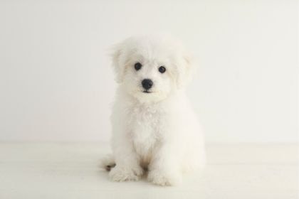 比熊犬 - 活潑可愛的白色絨球 比熊犬 - 活潑可愛的白色絨球