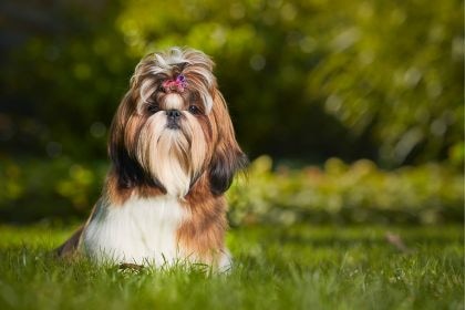 西施犬 - 優雅親人的宮廷之寶