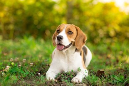 米格魯 - 嗅覺天王的正義小犬