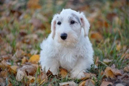 西里漢梗 - 勇敢沉著的小型獵犬