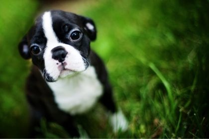 波士頓梗 - 優雅活潑的美式紳士犬 波士頓梗 - 優雅活潑的美式紳士犬