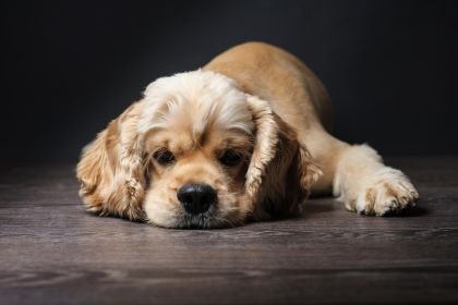 美國可卡犬 - 活潑溫順的家庭伴侶犬