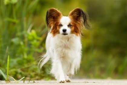 蝴蝶犬 -優雅飛舞的小精靈