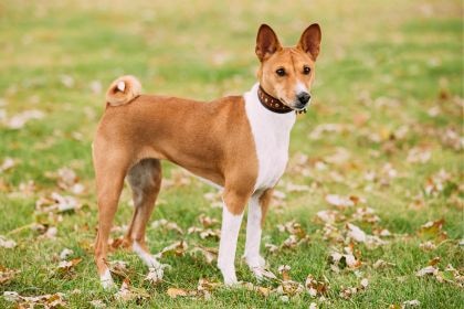 巴仙吉犬 - 不會吠叫的獵犬