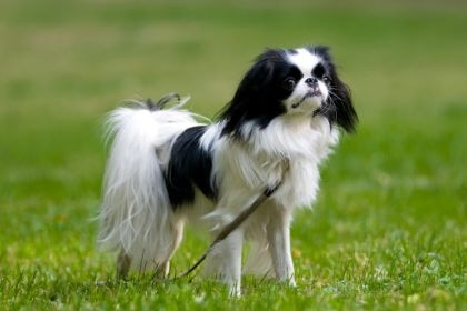 日本狆 – 馴良可親的宮廷萌寵 日本狆 – 馴良可親的宮廷萌寵