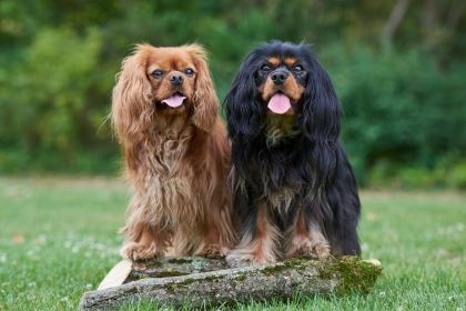查理斯王騎士犬 – 來自皇室寵愛的傳承
