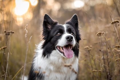 邊境牧羊犬 – 服從訓練中的超級學霸 邊境牧羊犬 – 服從訓練中的超級學霸