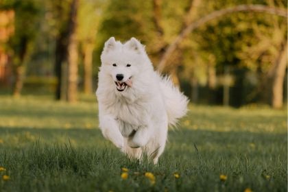 薩摩耶犬 – 微笑天使背後的工作犬血統