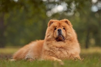 鬆獅犬 – 獅鬃外衣下的溫柔守護者