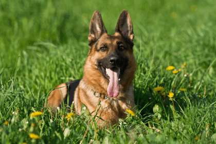 德國牧羊犬 – 軍警工作與家庭伴侶的全能選擇