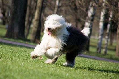 古代牧羊犬 – 毛絨絨的英倫紳士守護者 古代牧羊犬 – 毛絨絨的英倫紳士守護者