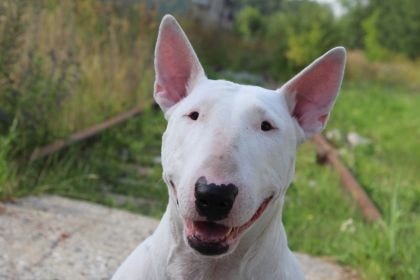 迷你牛頭梗犬 – 圓蛋頭下的勇敢小戰士 迷你牛頭梗犬 – 圓蛋頭下的勇敢小戰士