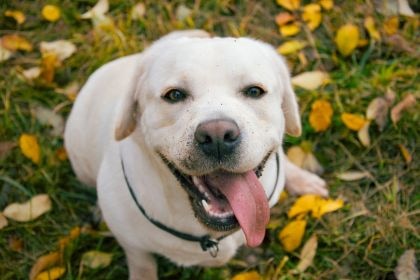 拉布拉多犬 –溫和友善的全能家庭夥伴 拉布拉多犬 –溫和友善的全能家庭夥伴